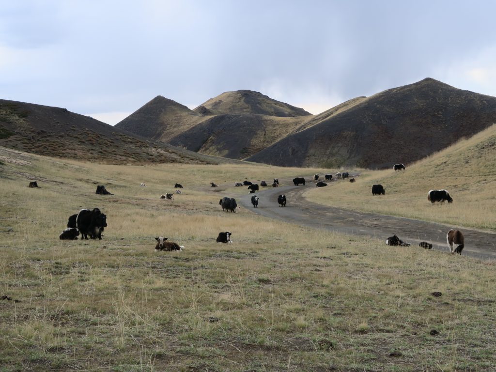 donne moi une prairie