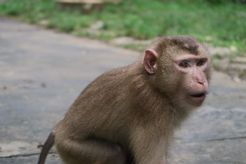 Singe méchant