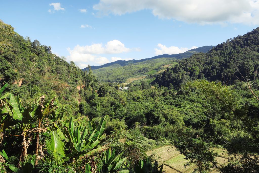 Vue sur la jungle