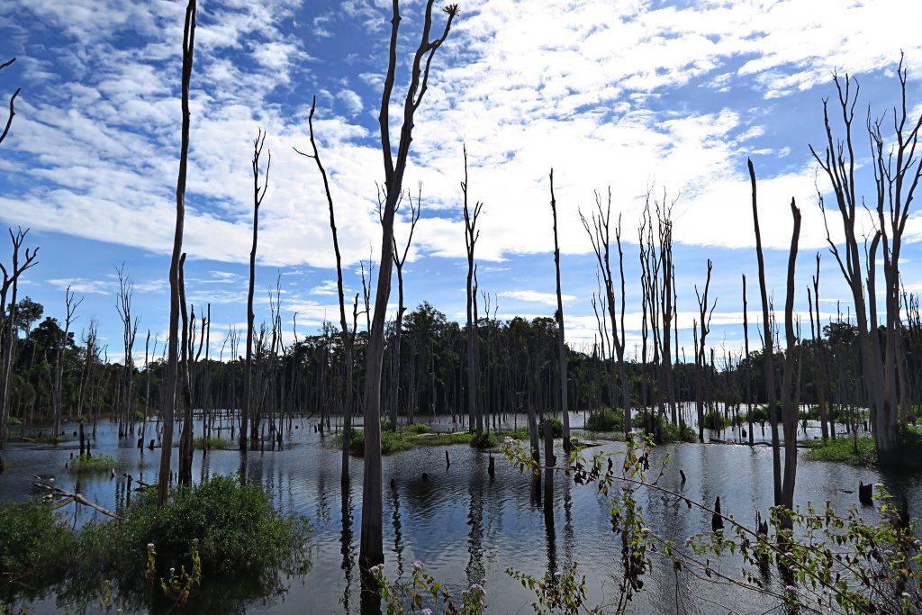 Arbres morts Laos