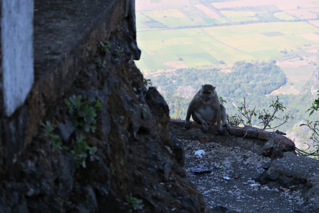 Monsieur le singe