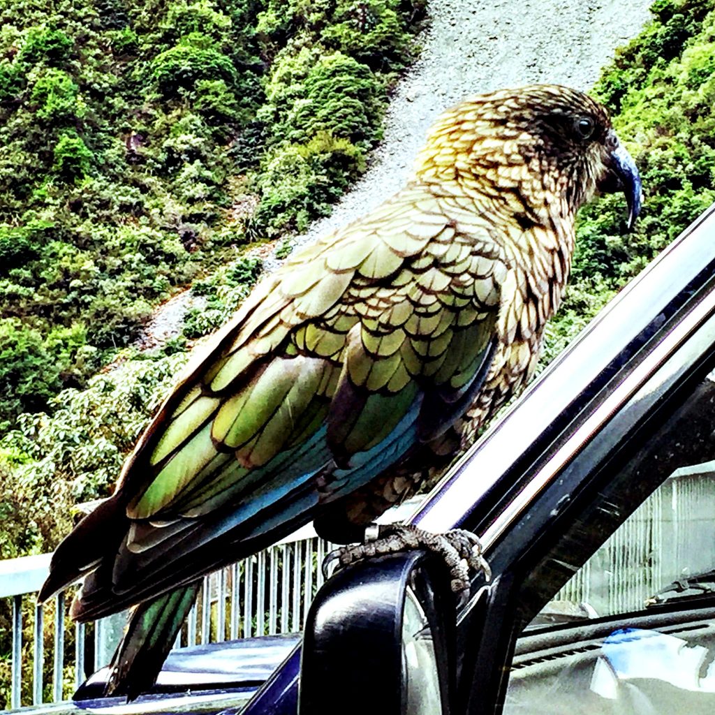 Kea